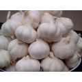 Chinese cold storage Pure White Garlic price